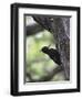 Female Magellanic Woodpecker, Torres Del Paine National Park, Patagonia, Chile, South America-James Hager-Framed Photographic Print