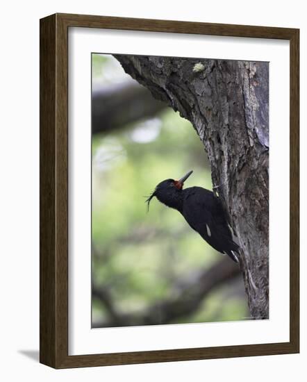 Female Magellanic Woodpecker, Torres Del Paine National Park, Patagonia, Chile, South America-James Hager-Framed Photographic Print