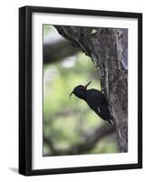 Female Magellanic Woodpecker, Torres Del Paine National Park, Patagonia, Chile, South America-James Hager-Framed Photographic Print