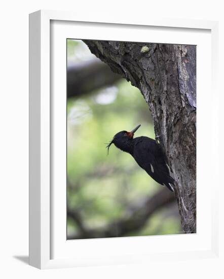 Female Magellanic Woodpecker, Torres Del Paine National Park, Patagonia, Chile, South America-James Hager-Framed Photographic Print