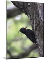 Female Magellanic Woodpecker, Torres Del Paine National Park, Patagonia, Chile, South America-James Hager-Mounted Photographic Print