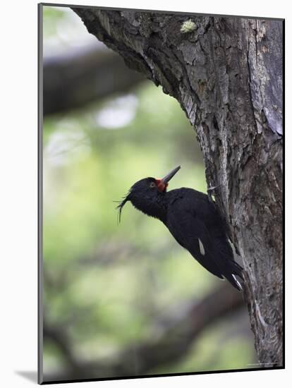 Female Magellanic Woodpecker, Torres Del Paine National Park, Patagonia, Chile, South America-James Hager-Mounted Photographic Print