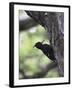 Female Magellanic Woodpecker, Torres Del Paine National Park, Patagonia, Chile, South America-James Hager-Framed Photographic Print