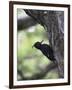 Female Magellanic Woodpecker, Torres Del Paine National Park, Patagonia, Chile, South America-James Hager-Framed Photographic Print