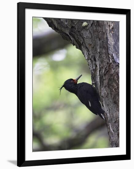 Female Magellanic Woodpecker, Torres Del Paine National Park, Patagonia, Chile, South America-James Hager-Framed Photographic Print