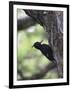 Female Magellanic Woodpecker, Torres Del Paine National Park, Patagonia, Chile, South America-James Hager-Framed Photographic Print