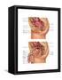 Female & Male Reproductive Anatomy, Illustration-Gwen Shockey-Framed Stretched Canvas