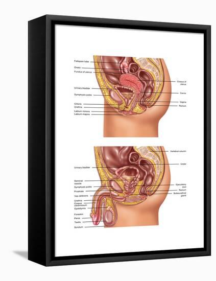 Female & Male Reproductive Anatomy, Illustration-Gwen Shockey-Framed Stretched Canvas
