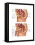 Female & Male Reproductive Anatomy, Illustration-Gwen Shockey-Framed Stretched Canvas