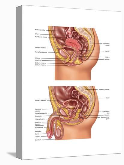 Female & Male Reproductive Anatomy, Illustration-Gwen Shockey-Stretched Canvas