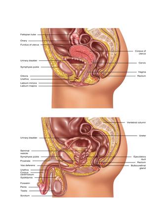 Female & Male Reproductive Anatomy, Illustration' Posters - Gwen Shockey |  AllPosters.com