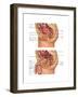Female & Male Reproductive Anatomy, Illustration-Gwen Shockey-Framed Art Print