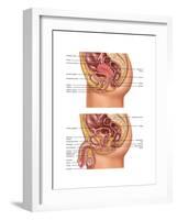 Female & Male Reproductive Anatomy, Illustration-Gwen Shockey-Framed Art Print