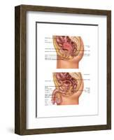 Female & Male Reproductive Anatomy, Illustration-Gwen Shockey-Framed Art Print