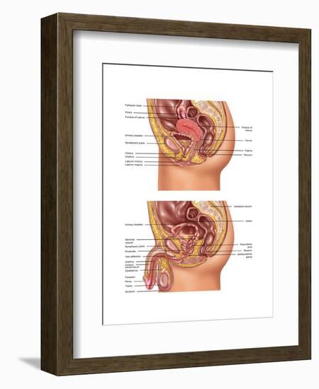 Female & Male Reproductive Anatomy, Illustration-Gwen Shockey-Framed Art Print