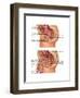 Female & Male Reproductive Anatomy, Illustration-Gwen Shockey-Framed Art Print