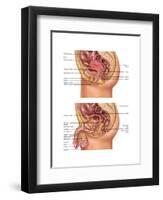 Female & Male Reproductive Anatomy, Illustration-Gwen Shockey-Framed Art Print