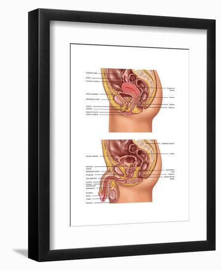 Female & Male Reproductive Anatomy, Illustration-Gwen Shockey-Framed Art Print