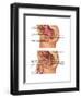 Female & Male Reproductive Anatomy, Illustration-Gwen Shockey-Framed Art Print