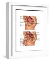 Female & Male Reproductive Anatomy, Illustration-Gwen Shockey-Framed Art Print