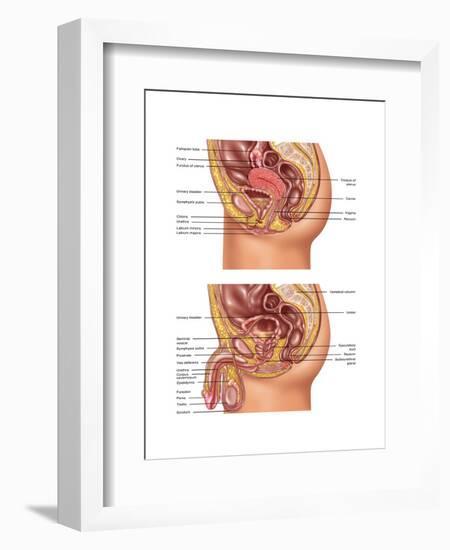 Female & Male Reproductive Anatomy, Illustration-Gwen Shockey-Framed Art Print