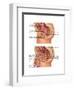 Female & Male Reproductive Anatomy, Illustration-Gwen Shockey-Framed Art Print