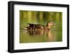 Female Mallard (Anas Platyrhynchos) on River, Bradfield Nature Reserve, Berkshire, England, UK-Bertie Gregory-Framed Photographic Print