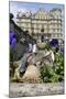 Female Mallard Duck (Anas Platyrhynchos) Nesting in Stone Flowerpot Among Pansies, Bath, UK-Nick Upton-Mounted Photographic Print