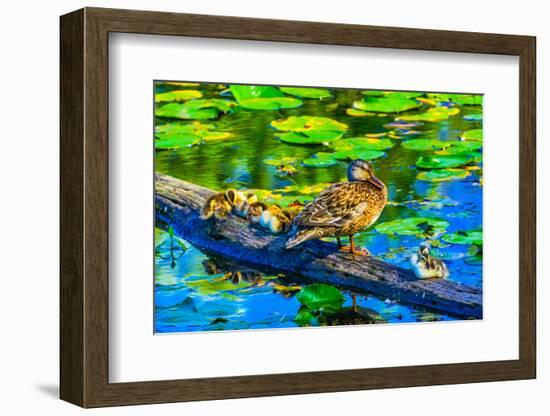 Female mallard duck and baby ducks, Juanita Bay Park, Kirkland, Washington State-William Perry-Framed Photographic Print