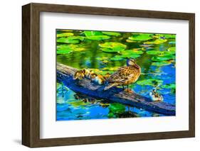 Female mallard duck and baby ducks, Juanita Bay Park, Kirkland, Washington State-William Perry-Framed Photographic Print