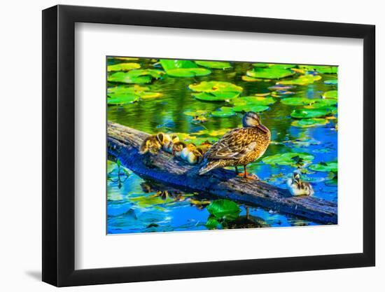 Female mallard duck and baby ducks, Juanita Bay Park, Kirkland, Washington State-William Perry-Framed Photographic Print