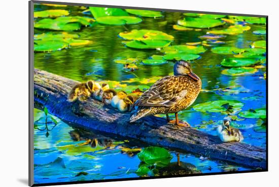 Female mallard duck and baby ducks, Juanita Bay Park, Kirkland, Washington State-William Perry-Mounted Photographic Print