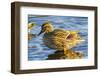 Female mallard duck, Juanita Bay Park, Kirkland Washington State-William Perry-Framed Photographic Print