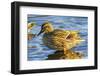 Female mallard duck, Juanita Bay Park, Kirkland Washington State-William Perry-Framed Photographic Print