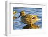 Female mallard duck, Juanita Bay Park, Kirkland Washington State-William Perry-Framed Photographic Print