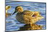 Female mallard duck, Juanita Bay Park, Kirkland Washington State-William Perry-Mounted Photographic Print