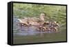 Female Mallard Duck with Ducklings-Hal Beral-Framed Stretched Canvas