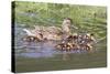 Female Mallard Duck with Ducklings-Hal Beral-Stretched Canvas