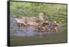 Female Mallard Duck with Ducklings-Hal Beral-Framed Stretched Canvas