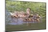 Female Mallard Duck with Ducklings-Hal Beral-Mounted Photographic Print