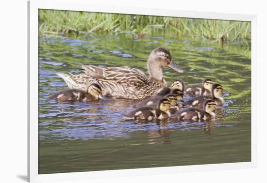 Female Mallard Duck with Ducklings-Hal Beral-Framed Photographic Print