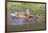 Female Mallard Duck with Ducklings-Hal Beral-Framed Photographic Print
