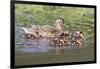 Female Mallard Duck with Ducklings-Hal Beral-Framed Photographic Print