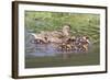 Female Mallard Duck with Ducklings-Hal Beral-Framed Photographic Print