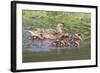 Female Mallard Duck with Ducklings-Hal Beral-Framed Photographic Print