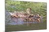 Female Mallard Duck with Ducklings-Hal Beral-Mounted Photographic Print