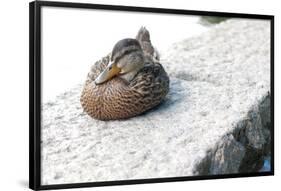 Female Mallard from Boston Common Duck Pond Photo Poster-null-Framed Poster