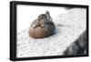 Female Mallard from Boston Common Duck Pond Photo Poster-null-Framed Poster