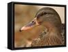 Female Mallard Head Close-Up, USA-Lawrence Michael-Framed Stretched Canvas