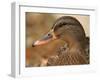 Female Mallard Head Close-Up, USA-Lawrence Michael-Framed Photographic Print